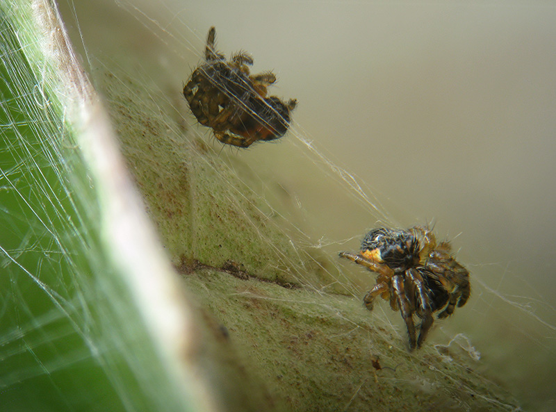 Schiusa ... Araneus sp.?